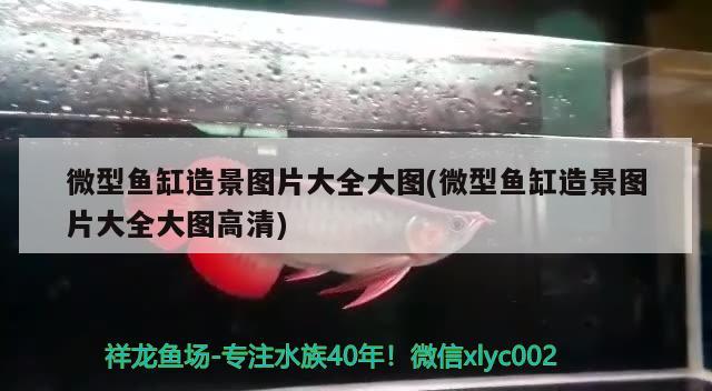 立達(dá)金龍魚怎么那么貴 立達(dá)寶石金龍魚怎么樣