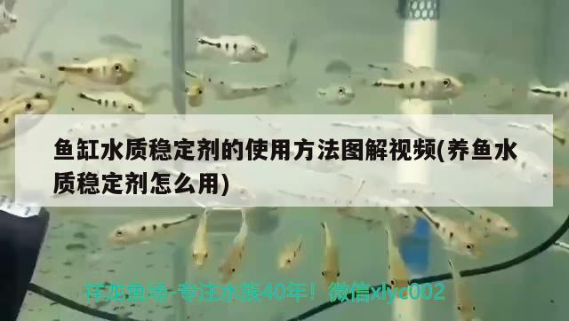 虎魚影視在線觀看（虎魚影視在線觀看）