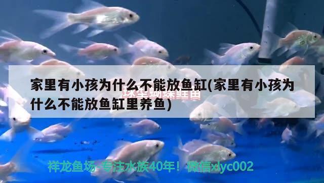 恐龍魚(yú)叫什么魚(yú)圖片(恐龍魚(yú)學(xué)名)