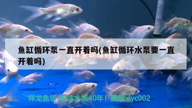 魚缸循環(huán)泵一直開著嗎(魚缸循環(huán)水泵要一直開著嗎)