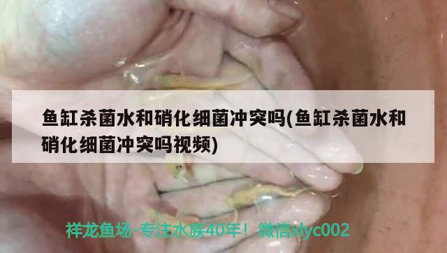 魚缸殺菌水和硝化細(xì)菌沖突嗎(魚缸殺菌水和硝化細(xì)菌沖突嗎視頻) 硝化細(xì)菌