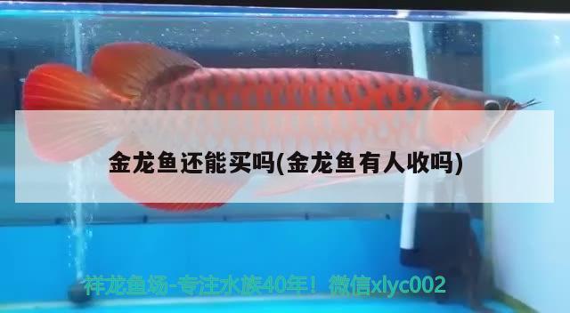 魚缸清洗公司怎么起名(做魚缸的公司起什么名字) 蘇虎苗（蘇門答臘虎魚苗）