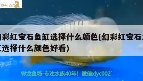 幻彩紅寶石魚缸選擇什么顏色(幻彩紅寶石魚缸選擇什么顏色好看) 黃金鴨嘴魚