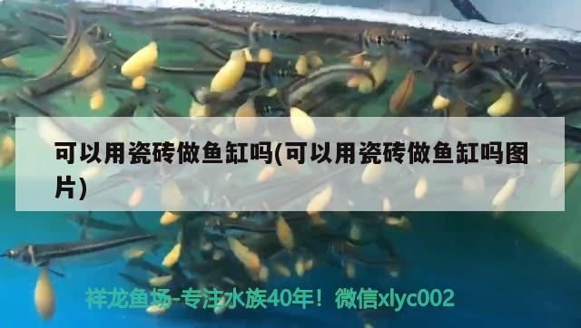 可以用瓷磚做魚缸嗎(可以用瓷磚做魚缸嗎圖片)