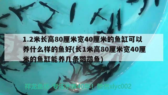 1.2米長高80厘米寬40厘米的魚缸可以養(yǎng)什么樣的魚好(長1米高80厘米寬40厘米的魚缸能養(yǎng)幾條鸚鵡魚) 鸚鵡魚