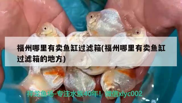 福州哪里有賣魚缸過濾箱(福州哪里有賣魚缸過濾箱的地方) 七紋巨鯉魚