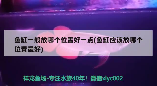 魚缸一般放哪個位置好一點(魚缸應該放哪個位置最好) 印尼四紋虎