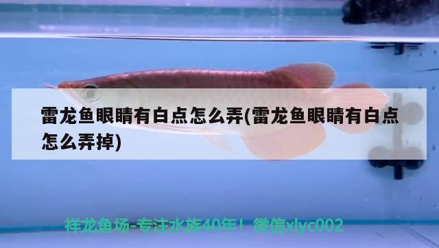 魚(yú)缸背景圖超清(魚(yú)缸背景圖超清圖) 超血紅龍魚(yú)