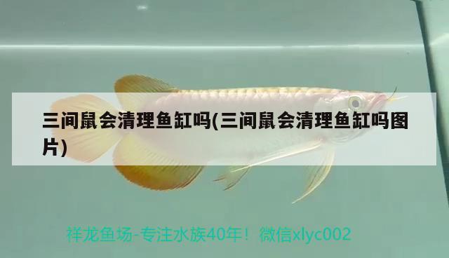 三間鼠會清理魚缸嗎(三間鼠會清理魚缸嗎圖片)