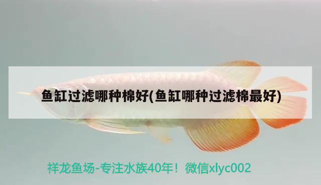 魚(yú)缸過(guò)濾哪種棉好(魚(yú)缸哪種過(guò)濾棉最好) 恐龍王魚(yú)