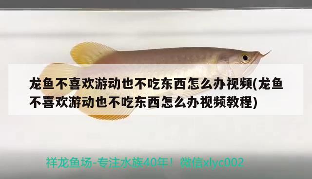 龍魚不喜歡游動(dòng)也不吃東西怎么辦視頻(龍魚不喜歡游動(dòng)也不吃東西怎么辦視頻教程)