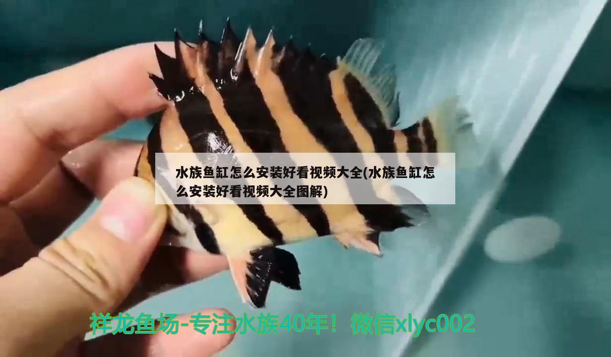 水族魚缸怎么安裝好看視頻大全(水族魚缸怎么安裝好看視頻大全圖解) 三間鼠魚