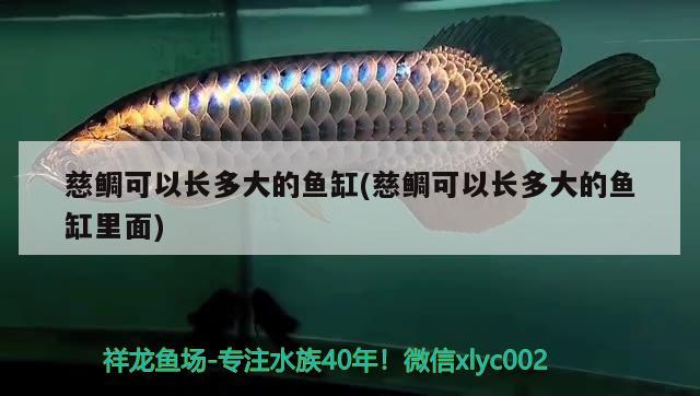 慈鯛可以長多大的魚缸(慈鯛可以長多大的魚缸里面)