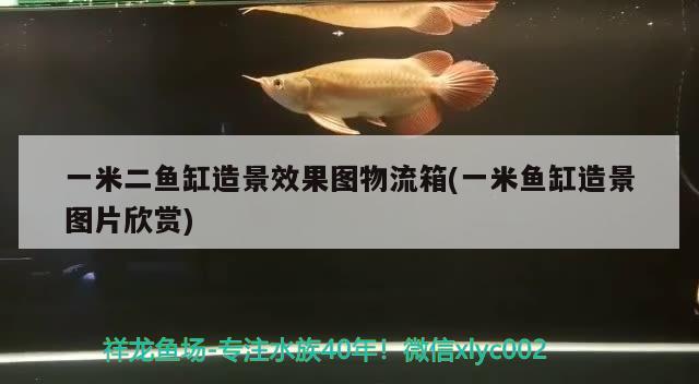 一米二魚缸造景效果圖物流箱(一米魚缸造景圖片欣賞) 稀有金龍魚