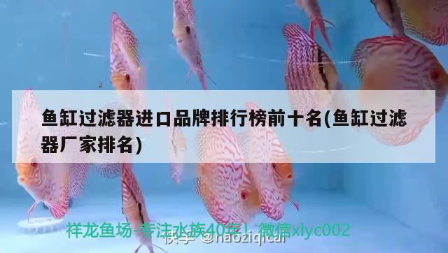 巨型金龍魚圖片高清 