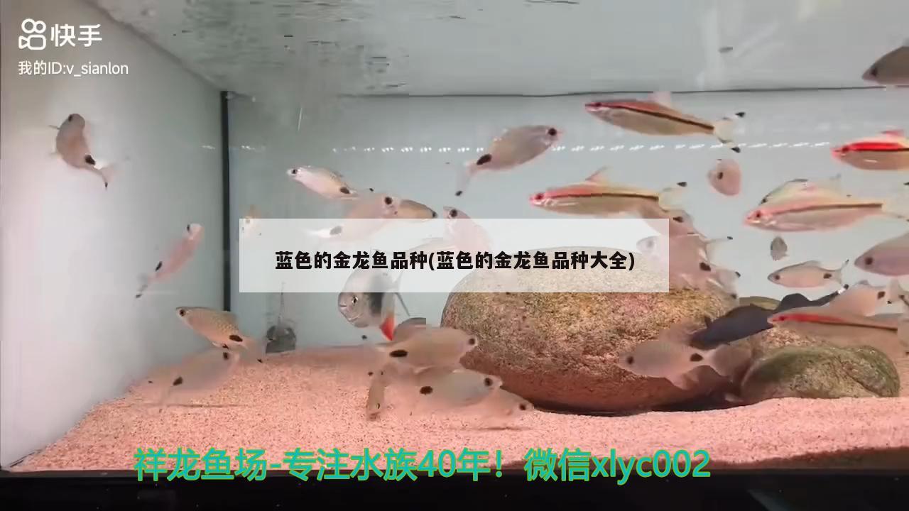 藍(lán)色的金龍魚品種(藍(lán)色的金龍魚品種大全) 紅勾銀版魚