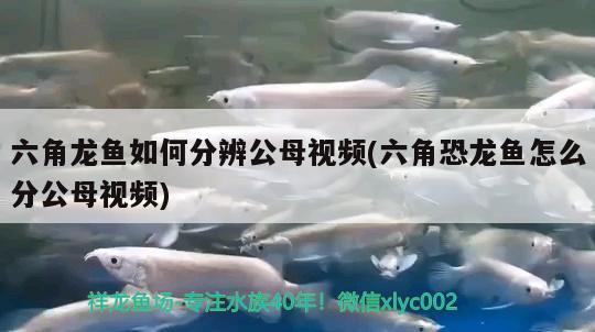 記錄一下小魚(yú)的成長(zhǎng)