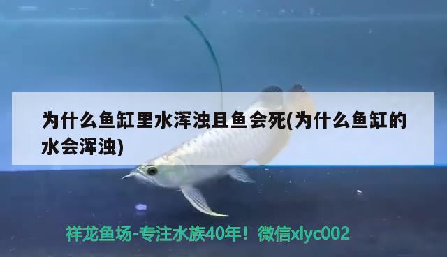 為什么魚缸里水渾濁且魚會死(為什么魚缸的水會渾濁) 黃金達摩魚