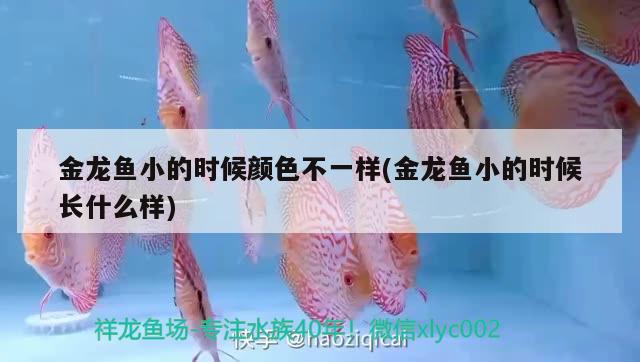 金龍魚小的時(shí)候顏色不一樣(金龍魚小的時(shí)候長(zhǎng)什么樣) 伊巴卡魚