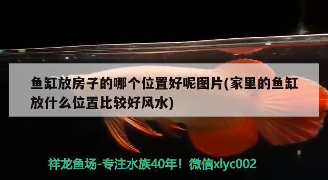 魚缸放房子的哪個(gè)位置好呢圖片(家里的魚缸放什么位置比較好風(fēng)水) 魚缸風(fēng)水