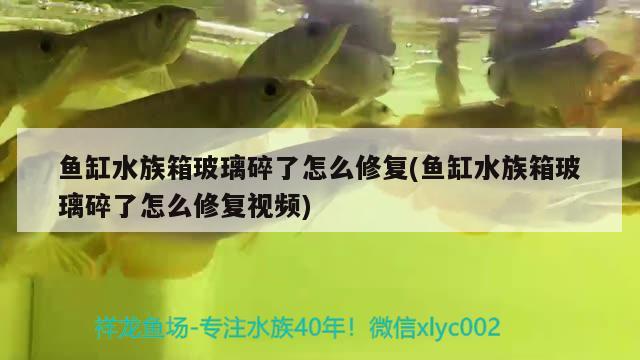 魚缸水族箱玻璃碎了怎么修復(fù)(魚缸水族箱玻璃碎了怎么修復(fù)視頻) 魚缸/水族箱