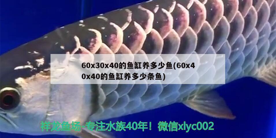 60x30x40的魚缸養(yǎng)多少魚(60x40x40的魚缸養(yǎng)多少條魚) 魚缸等水族設(shè)備