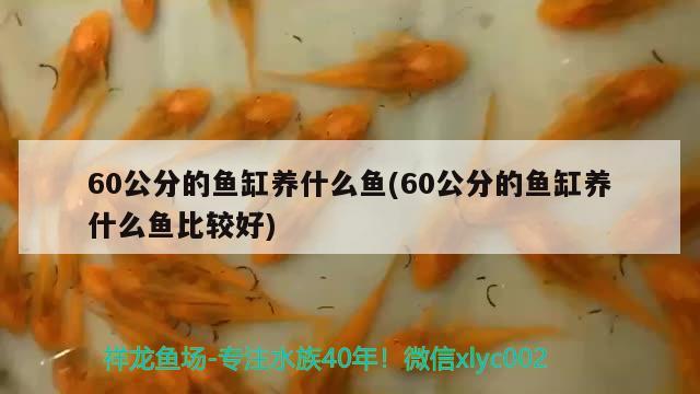 60公分的魚缸養(yǎng)什么魚(60公分的魚缸養(yǎng)什么魚比較好)