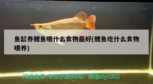 原生魚缸布景(原生魚缸用什么背景圖畫) 羽毛刀魚苗