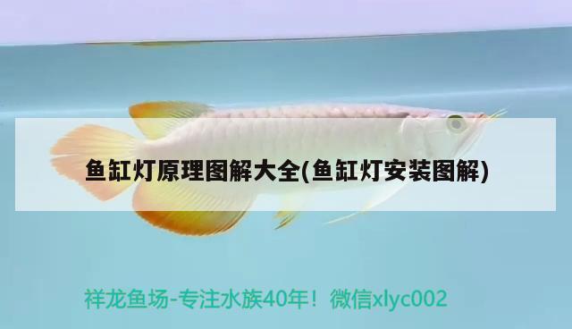 魚缸燈原理圖解大全(魚缸燈安裝圖解) 翡翠鳳凰魚