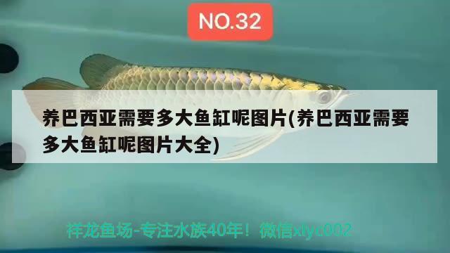 養(yǎng)巴西亞需要多大魚缸呢圖片(養(yǎng)巴西亞需要多大魚缸呢圖片大全)