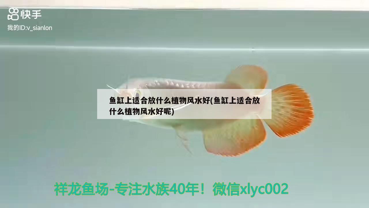 金魚(yú)缸用什么燈光好呢（金魚(yú)缸用什么燈光好呢） 水族燈（魚(yú)缸燈） 第2張