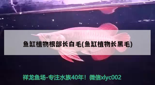 魚缸植物根部長白毛(魚缸植物長黑毛) 奈及利亞紅圓點狗頭