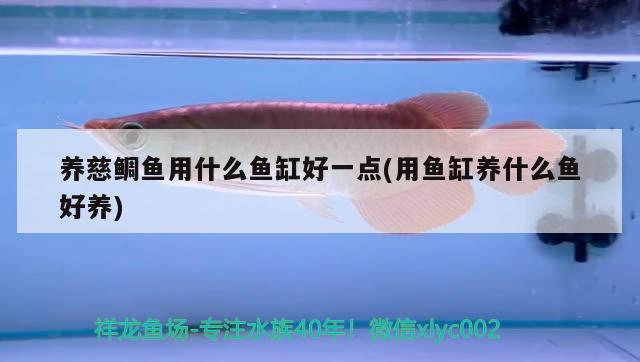 養(yǎng)慈鯛魚用什么魚缸好一點(用魚缸養(yǎng)什么魚好養(yǎng)) 金龍魚糧