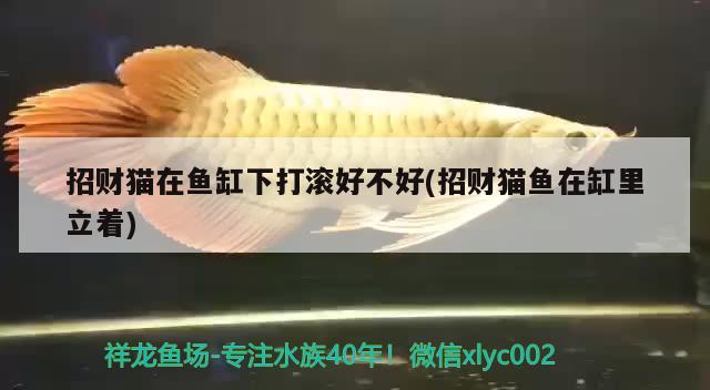 招財(cái)貓?jiān)隰~缸下打滾好不好(招財(cái)貓魚在缸里立著) 斯維尼關(guān)刀魚