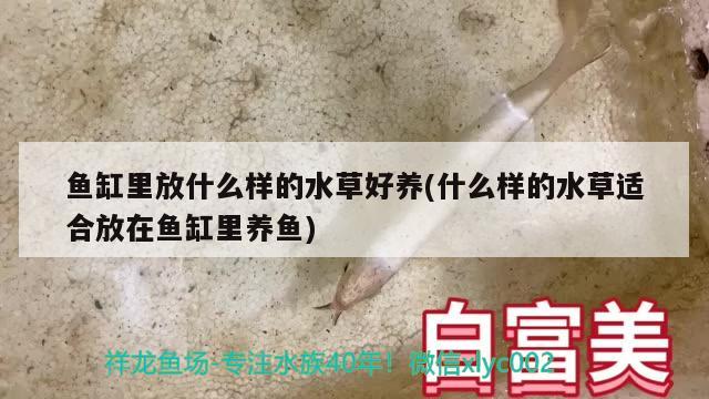 魚缸里放什么樣的水草好養(yǎng)(什么樣的水草適合放在魚缸里養(yǎng)魚) 水草