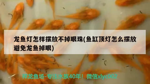 龍魚燈怎樣擺放不掉眼珠(魚缸頂燈怎么擺放避免龍魚掉眼) 魚缸水泵 第2張