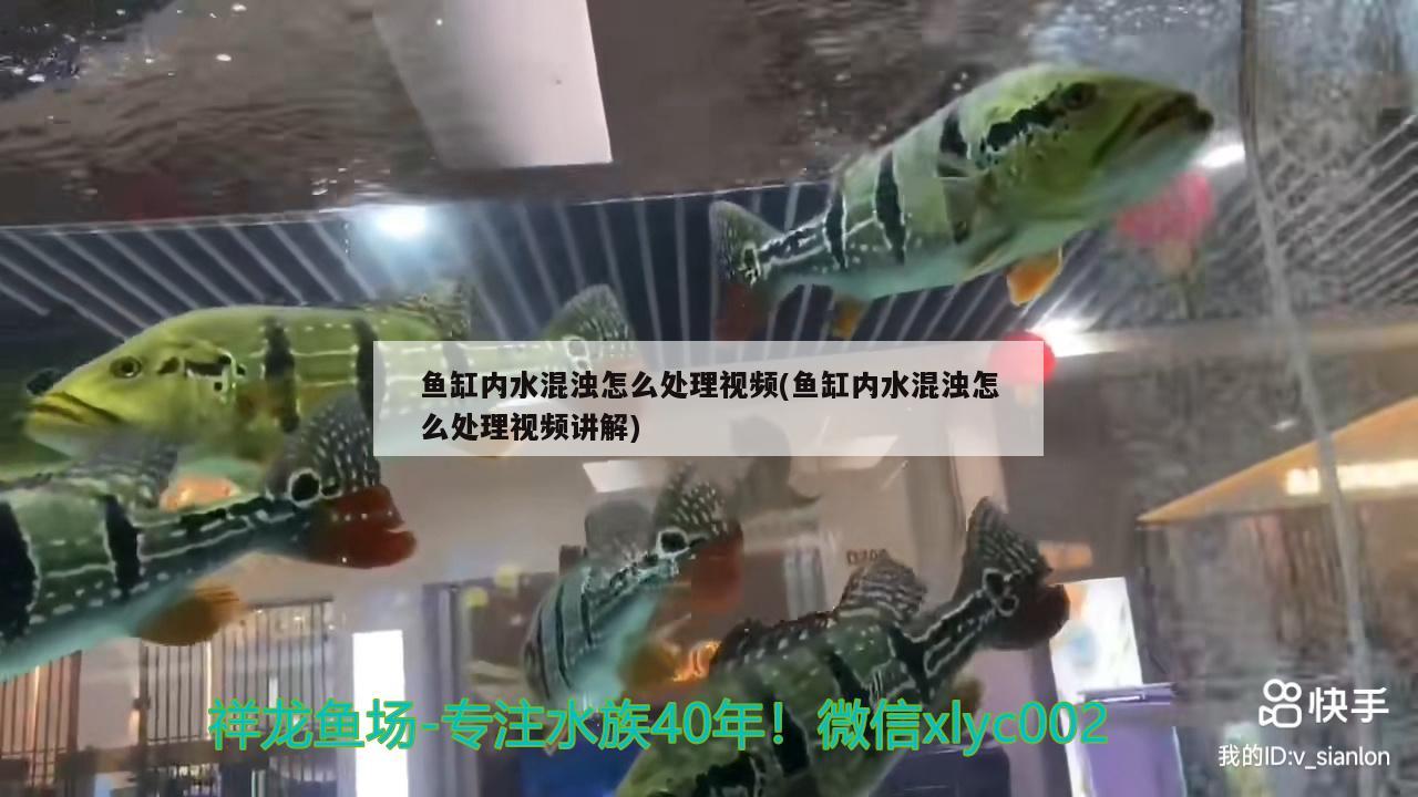 魚缸內水混濁怎么處理視頻(魚缸內水混濁怎么處理視頻講解)