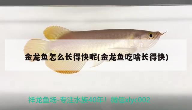 金龍魚怎么長(zhǎng)得快呢(金龍魚吃啥長(zhǎng)得快) 魚缸水泵