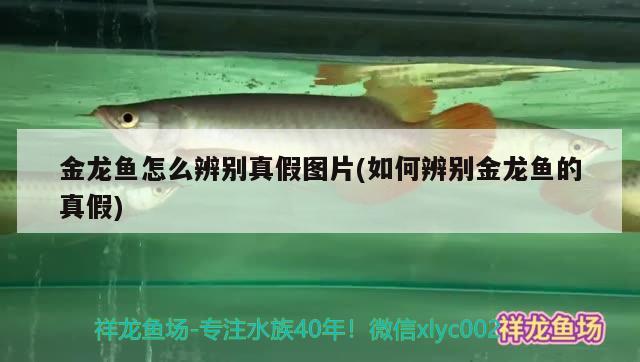 金龍魚怎么辨別真假圖片(如何辨別金龍魚的真假)