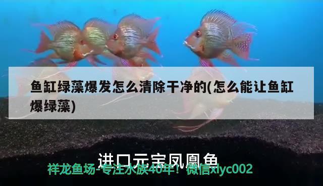 魚缸綠藻爆發(fā)怎么清除干凈的(怎么能讓魚缸爆綠藻) 龍魚百科