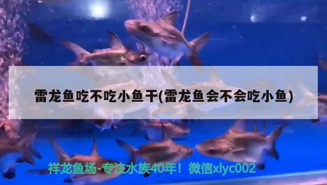 雷龍魚吃不吃小魚干(雷龍魚會不會吃小魚) 非洲金鼓魚