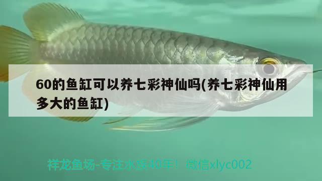 60的魚缸可以養(yǎng)七彩神仙嗎(養(yǎng)七彩神仙用多大的魚缸) 七彩神仙魚