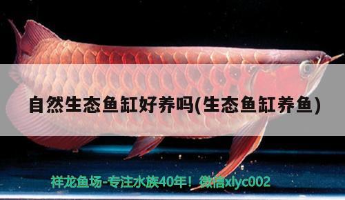 自然生態(tài)魚缸好養(yǎng)嗎(生態(tài)魚缸養(yǎng)魚)