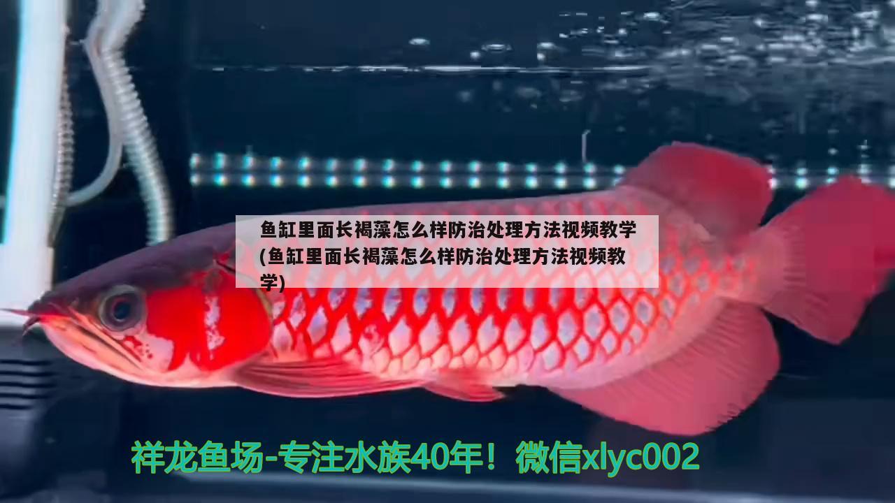 龍魚怎么樣才算掉眼了（怎么看龍魚掉眼）