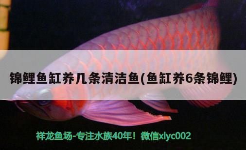 錦鯉魚缸養(yǎng)幾條清潔魚(魚缸養(yǎng)6條錦鯉)