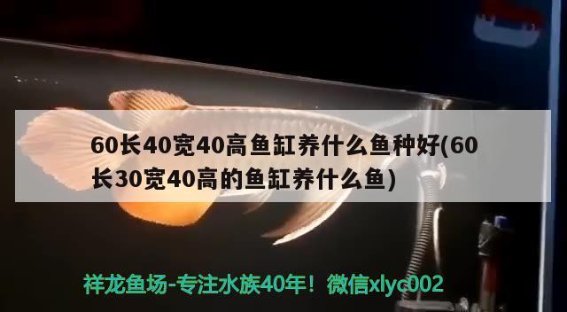 60長40寬40高魚缸養(yǎng)什么魚種好(60長30寬40高的魚缸養(yǎng)什么魚) 龍魚批發(fā)