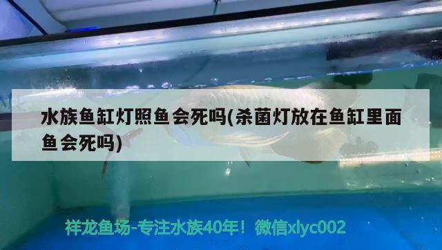 水族魚缸燈照魚會死嗎(殺菌燈放在魚缸里面魚會死嗎)