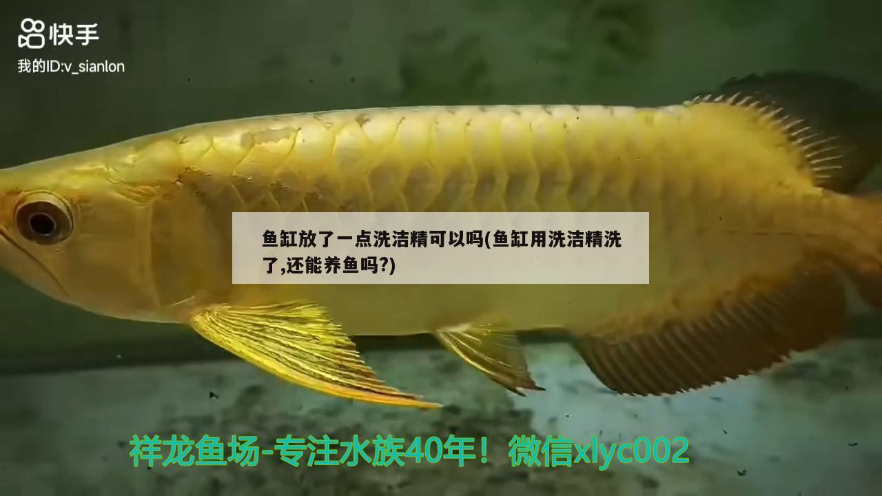 魚缸放了一點洗潔精可以嗎(魚缸用洗潔精洗了,還能養(yǎng)魚嗎?) 蝴蝶鯉