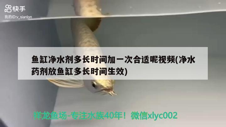 魚缸凈水劑多長時間加一次合適呢視頻(凈水藥劑放魚缸多長時間生效) 朱巴利魚