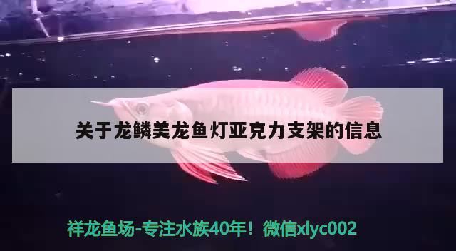 關(guān)于龍鱗美龍魚燈亞克力支架的信息 廣州觀賞魚魚苗批發(fā)市場(chǎng)